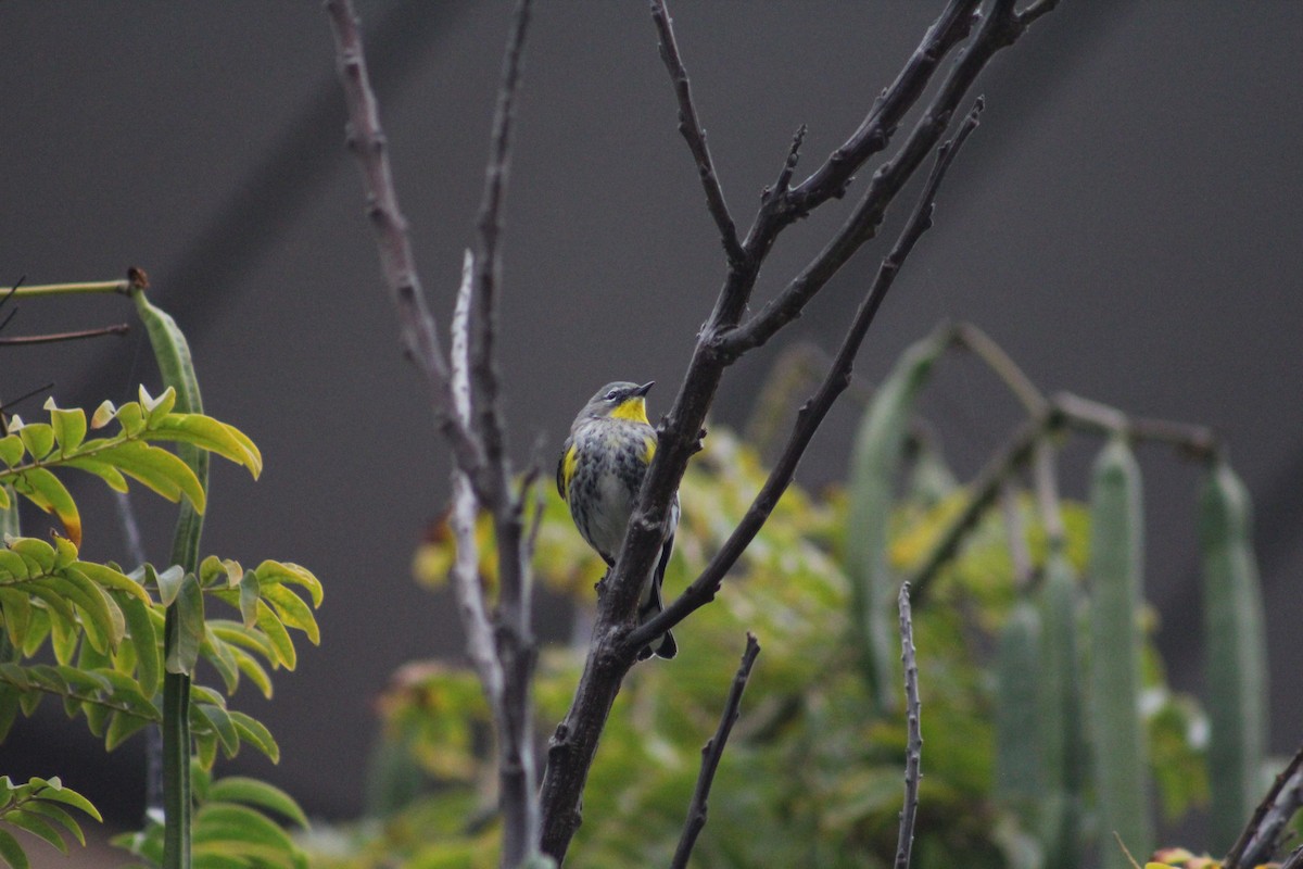 Yellow-rumped Warbler - ML644949362