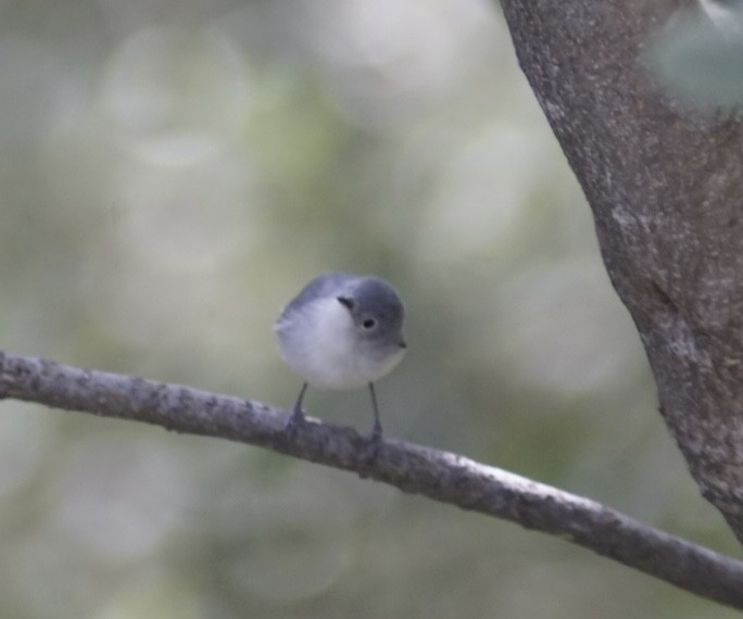Blue-gray Gnatcatcher - ML644949375