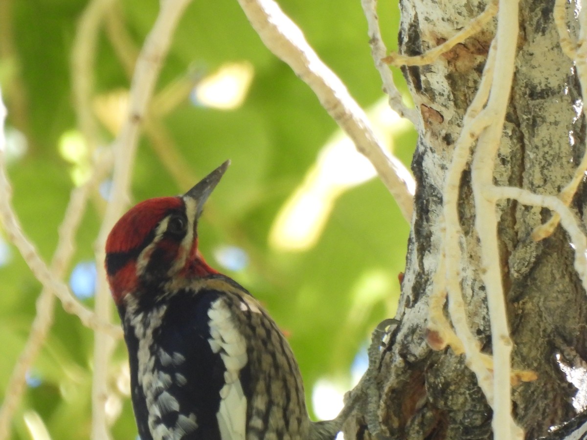 Red-naped x Red-breasted Sapsucker (hybrid) - ML644949386