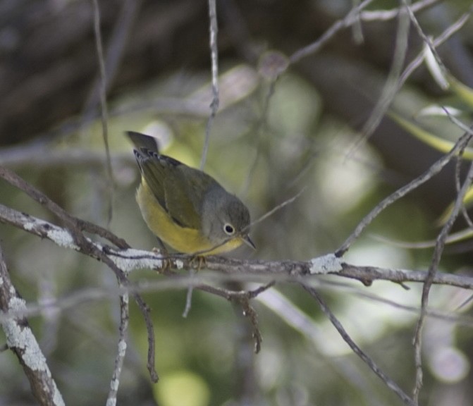 Nashville Warbler - ML644949388