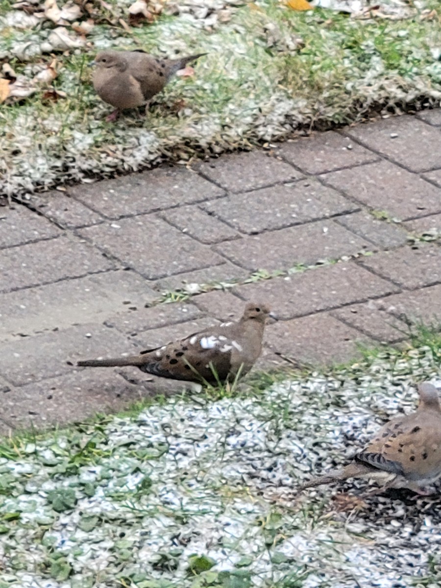 Mourning Dove - ML644949391