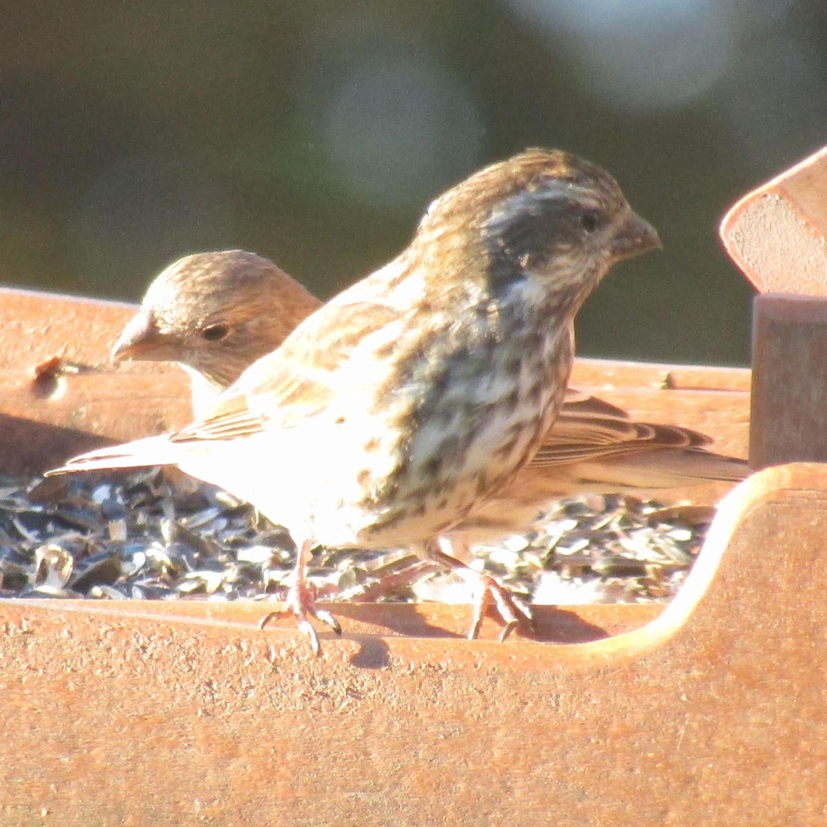 Camachuelo Purpúreo - ML644949400
