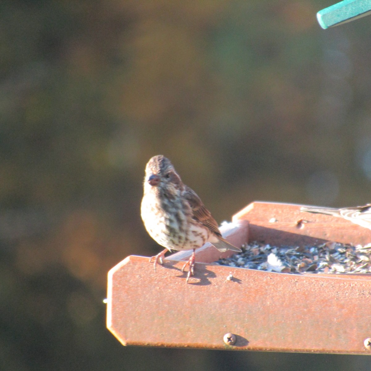 Camachuelo Purpúreo - ML644949401
