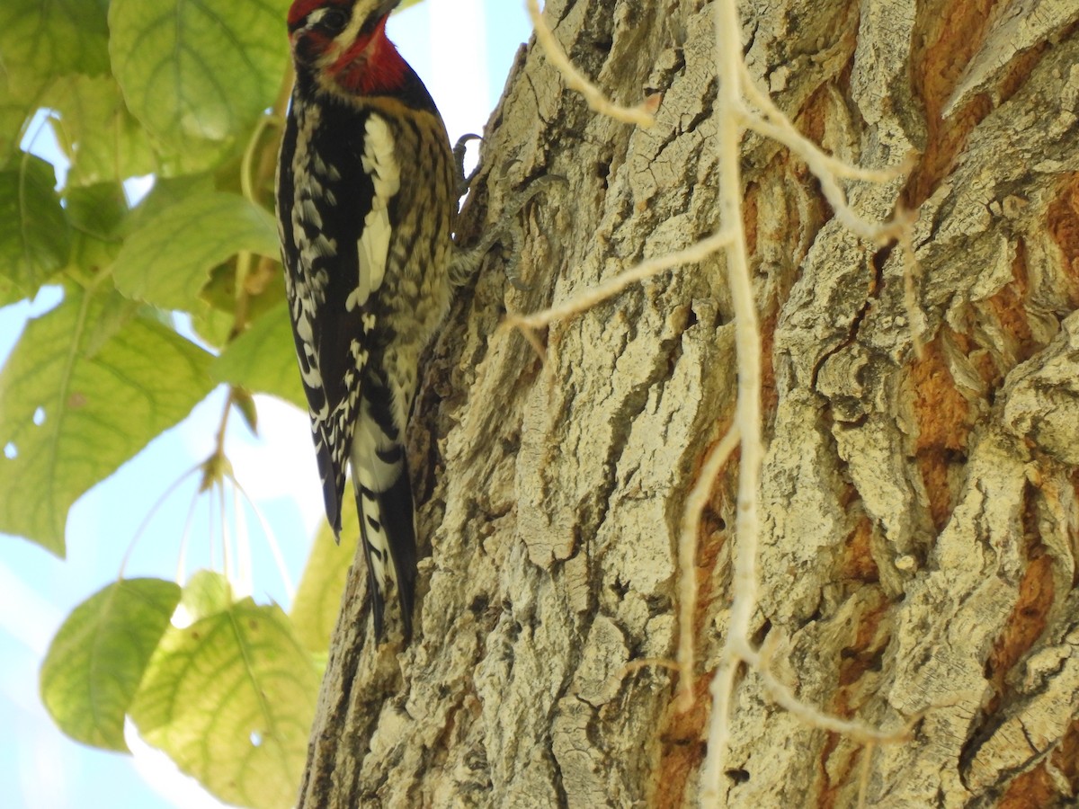 Red-naped x Red-breasted Sapsucker (hybrid) - ML644949402