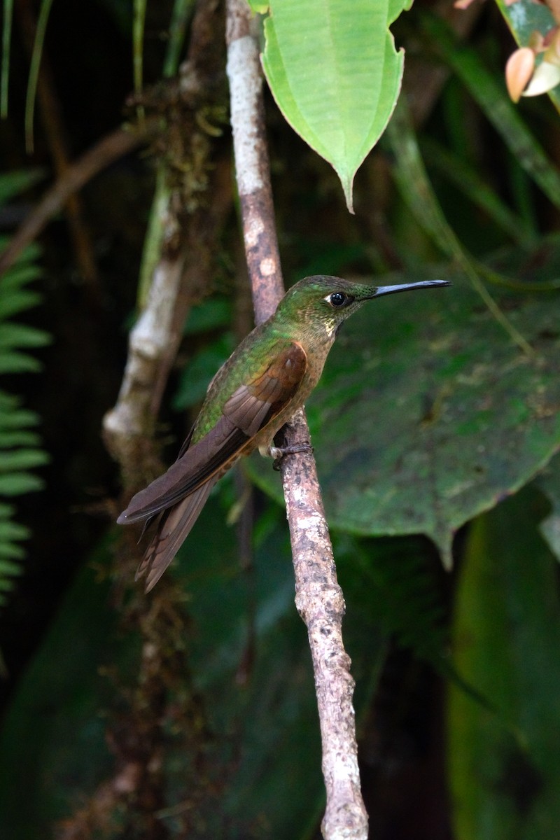 チャムネテリハチドリ - ML644949418