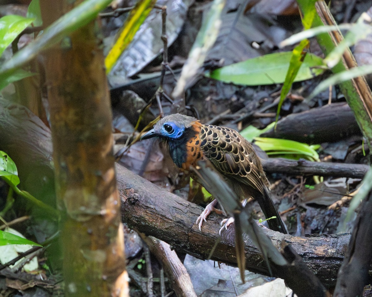 Ocellated Antbird - ML644949422