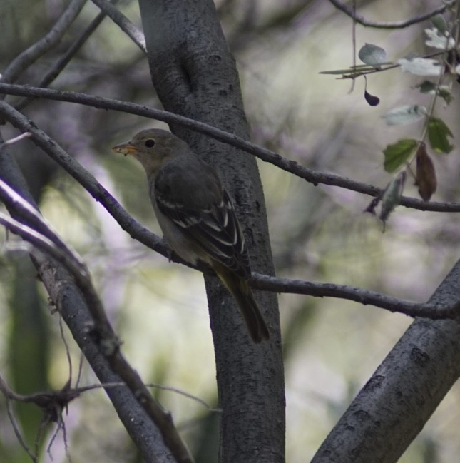 Western Tanager - ML644949423
