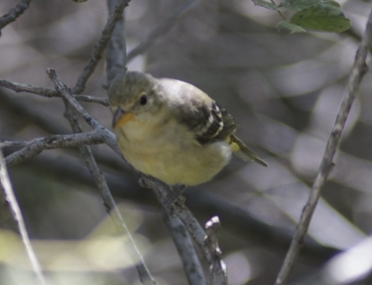 Western Tanager - ML644949424