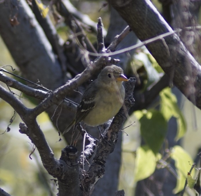 Western Tanager - ML644949425