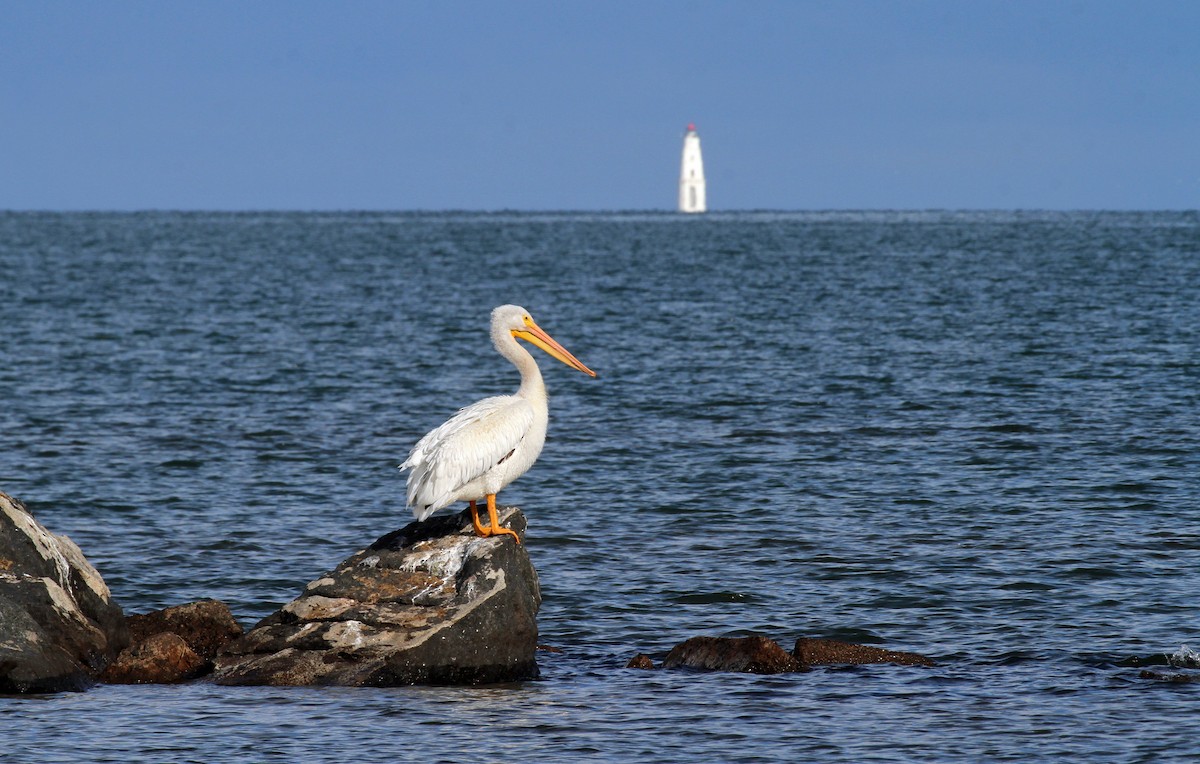 American White Pelican - ML644949426