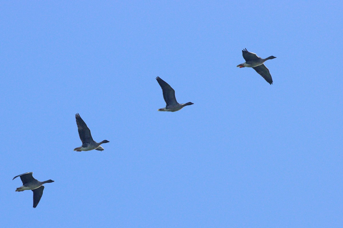 husa krátkozobá - ML644949431