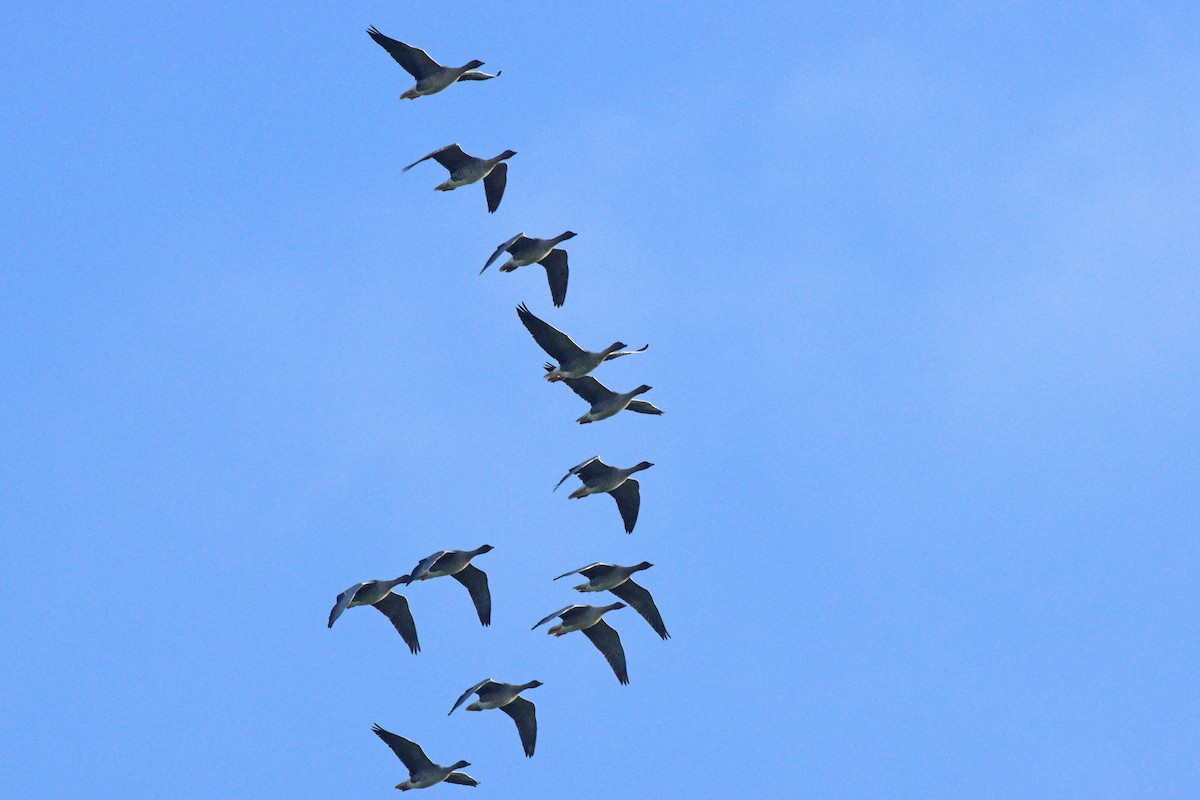 husa krátkozobá - ML644949432