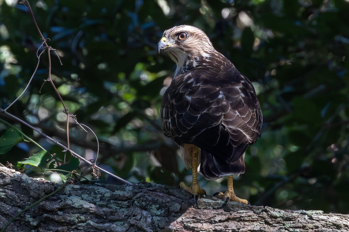 káně širokokřídlá - ML644949441