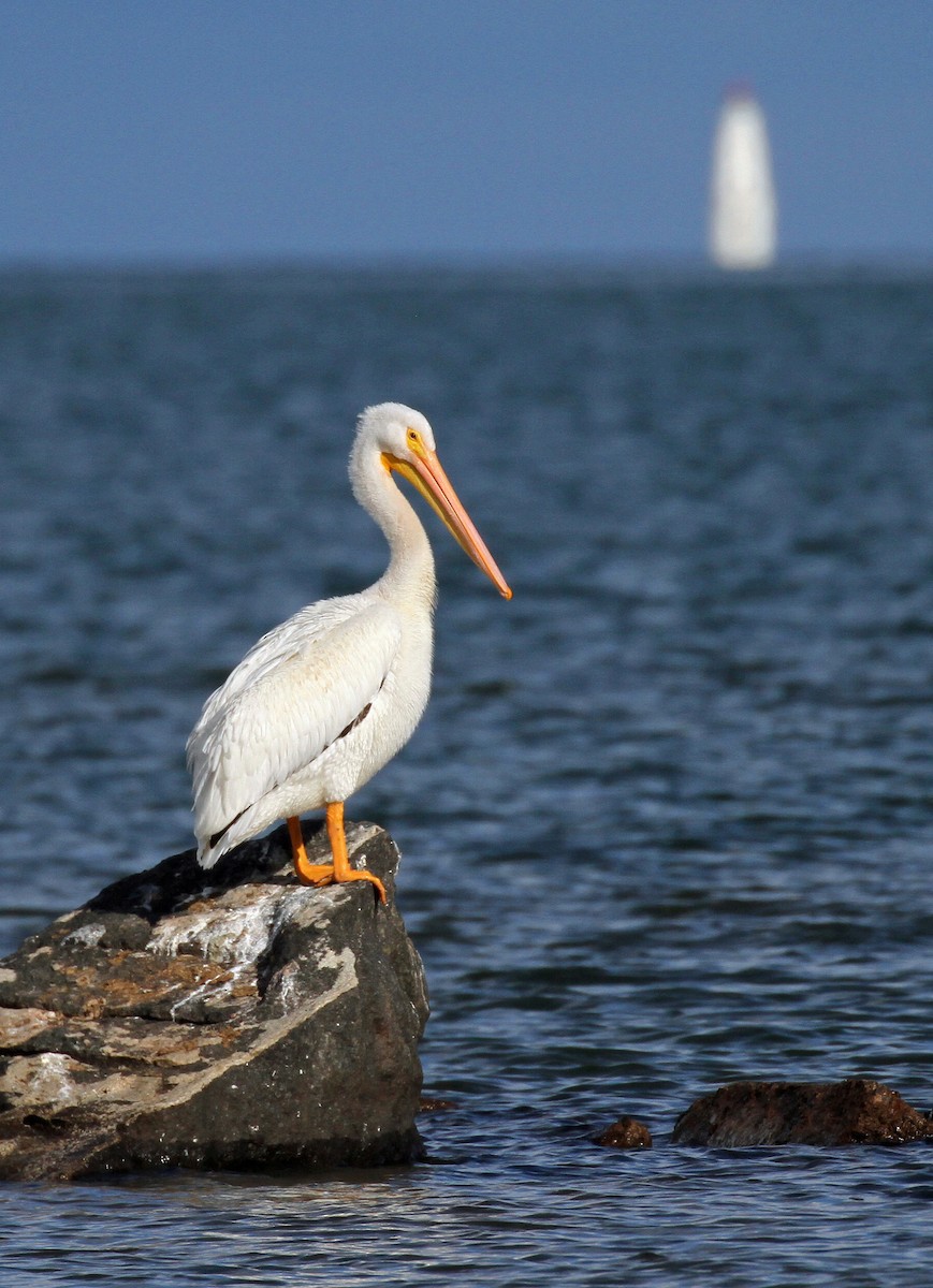 American White Pelican - ML644949447