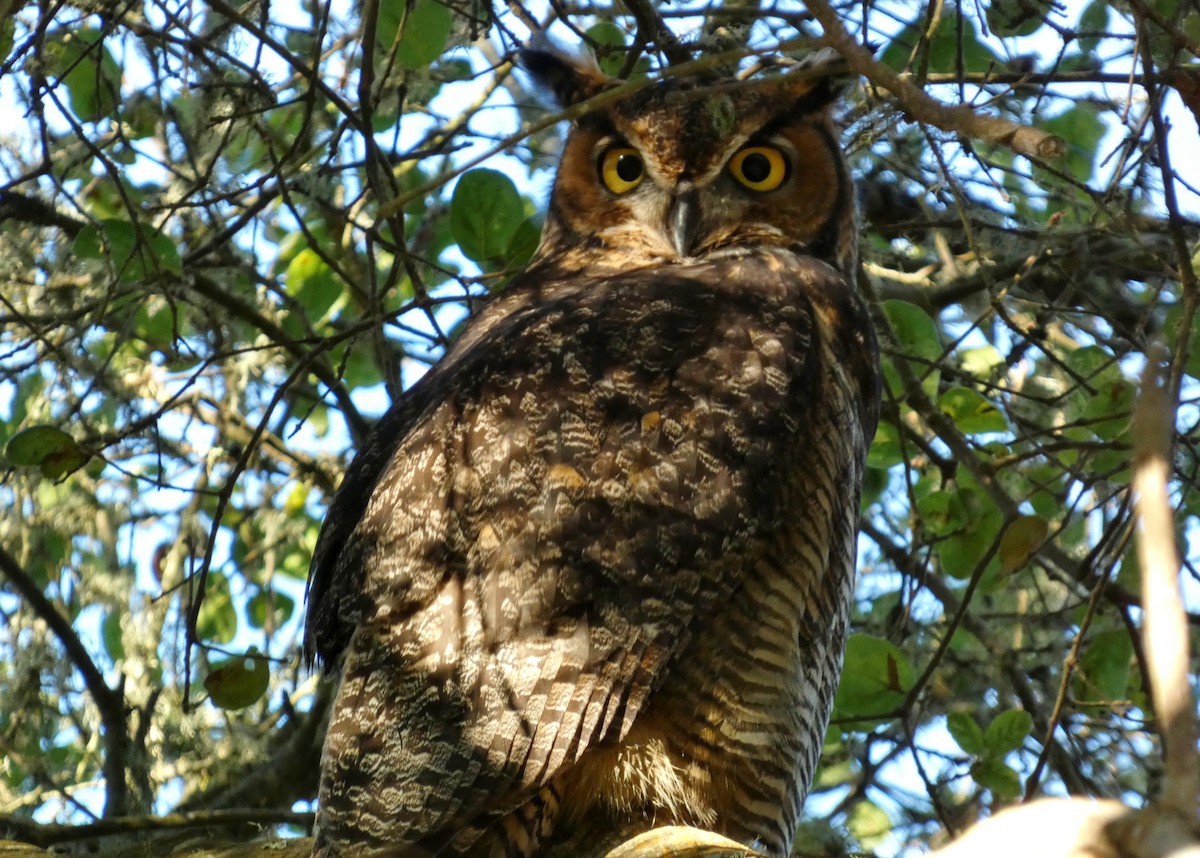 Great Horned Owl - ML644949449