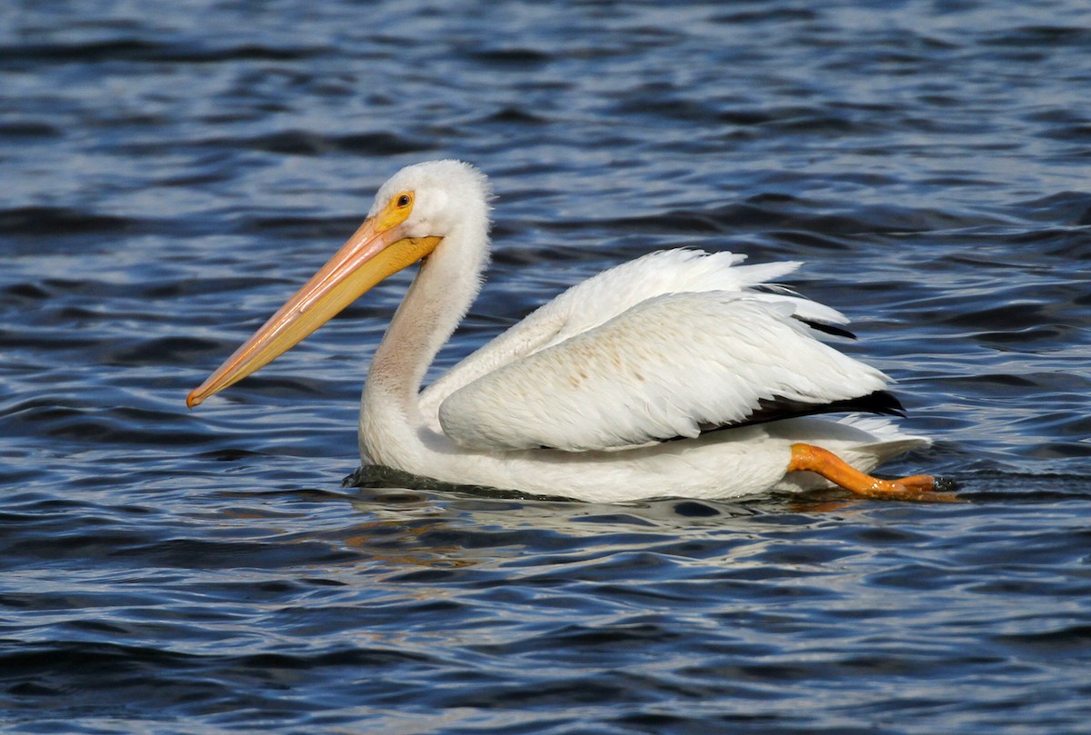 American White Pelican - ML644949451