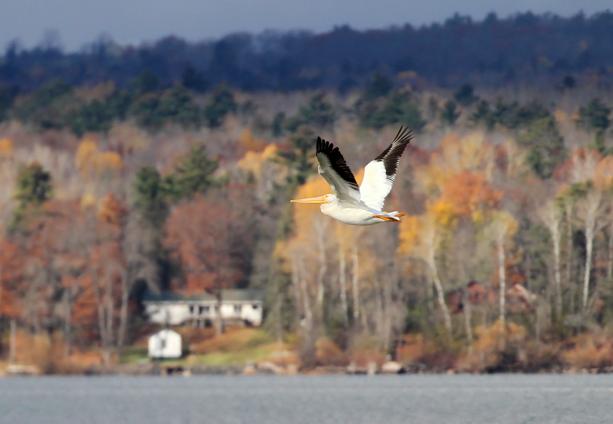 American White Pelican - ML644949453