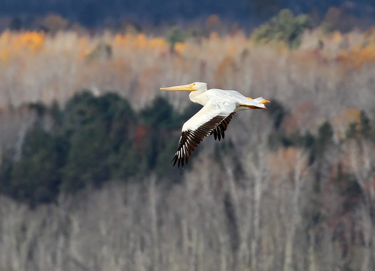 American White Pelican - ML644949454