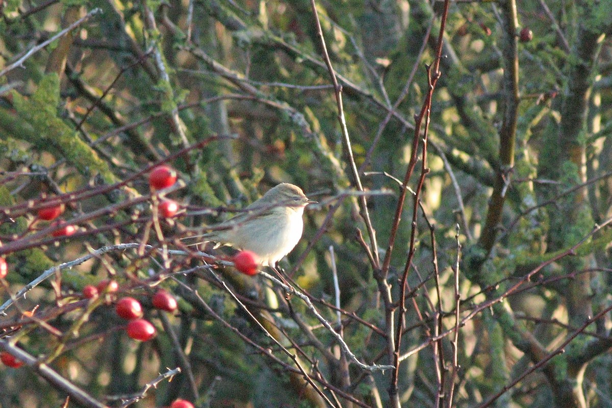 Пеночка-теньковка (tristis) - ML644949461
