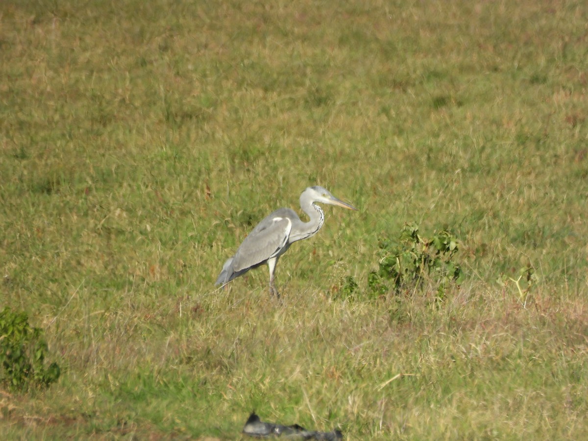 Gray Heron - ML644949465