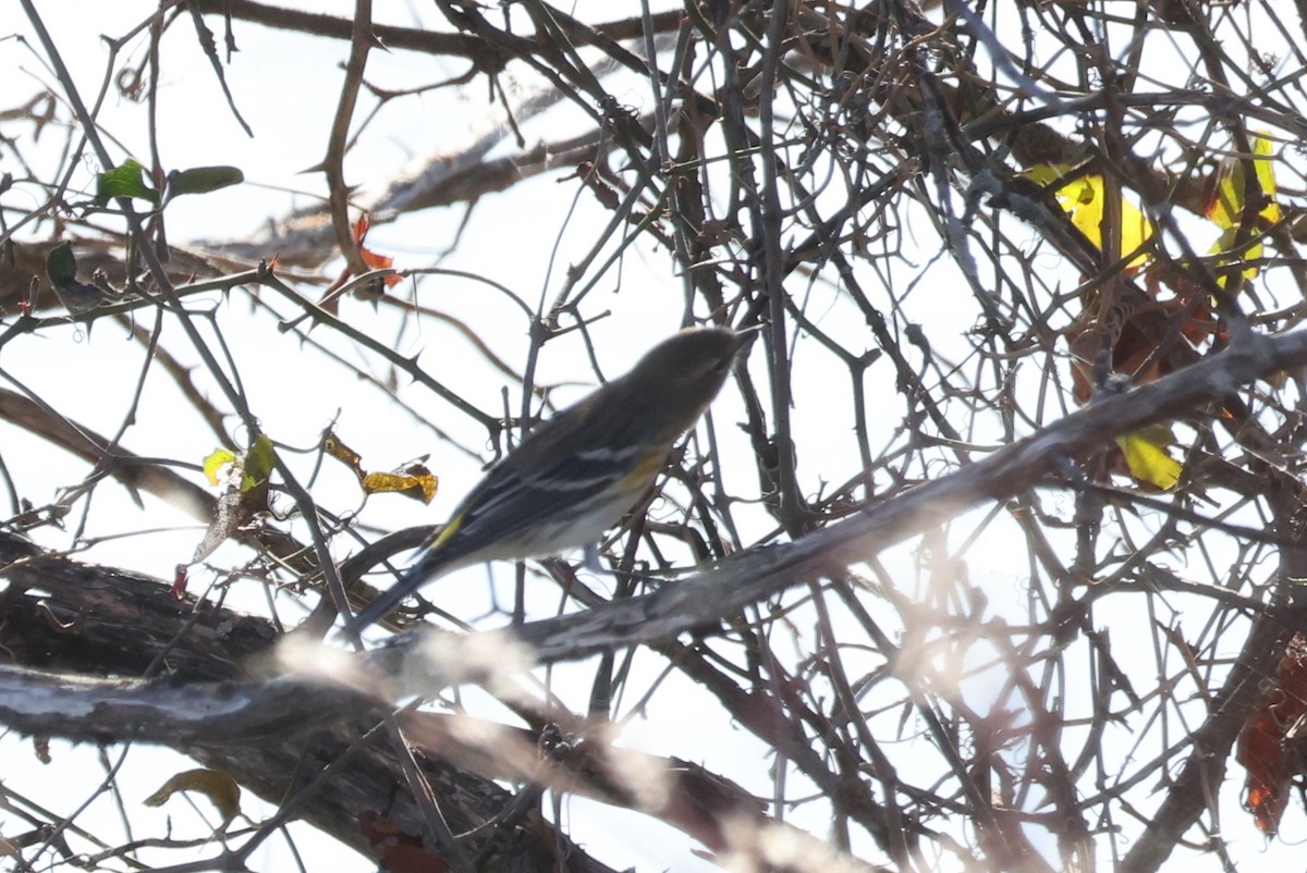 Yellow-rumped Warbler - ML644949483