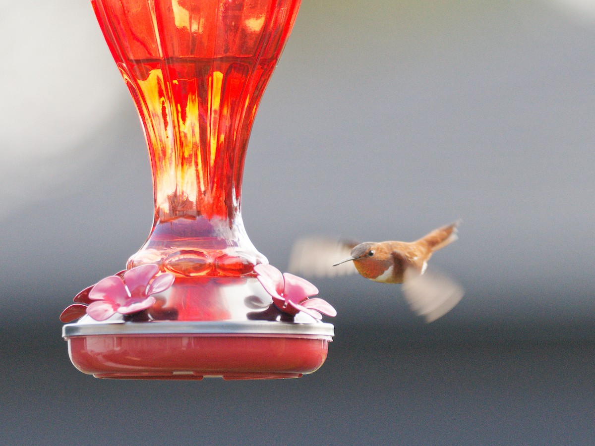 Rufous Hummingbird - ML644949485