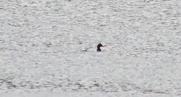 Murgilari bizkarzuria - ML644949503