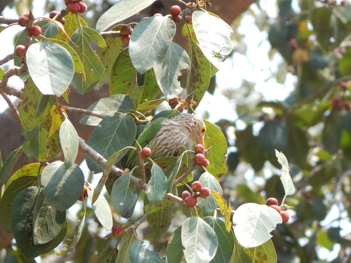 シロボシオオゴシキドリ - ML644949510