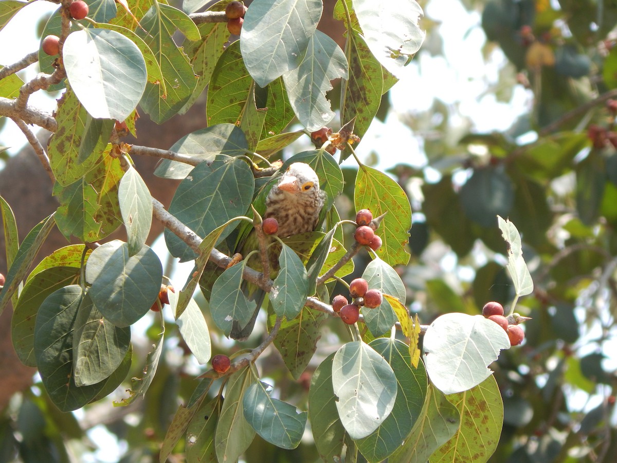 シロボシオオゴシキドリ - ML644949511