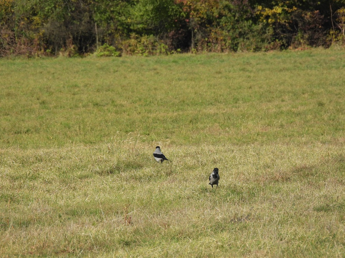 Hooded Crow - ML644949525