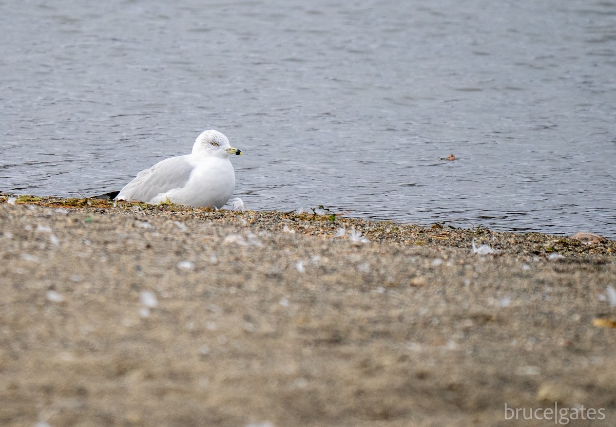 Ring-billed Gull - ML644949537