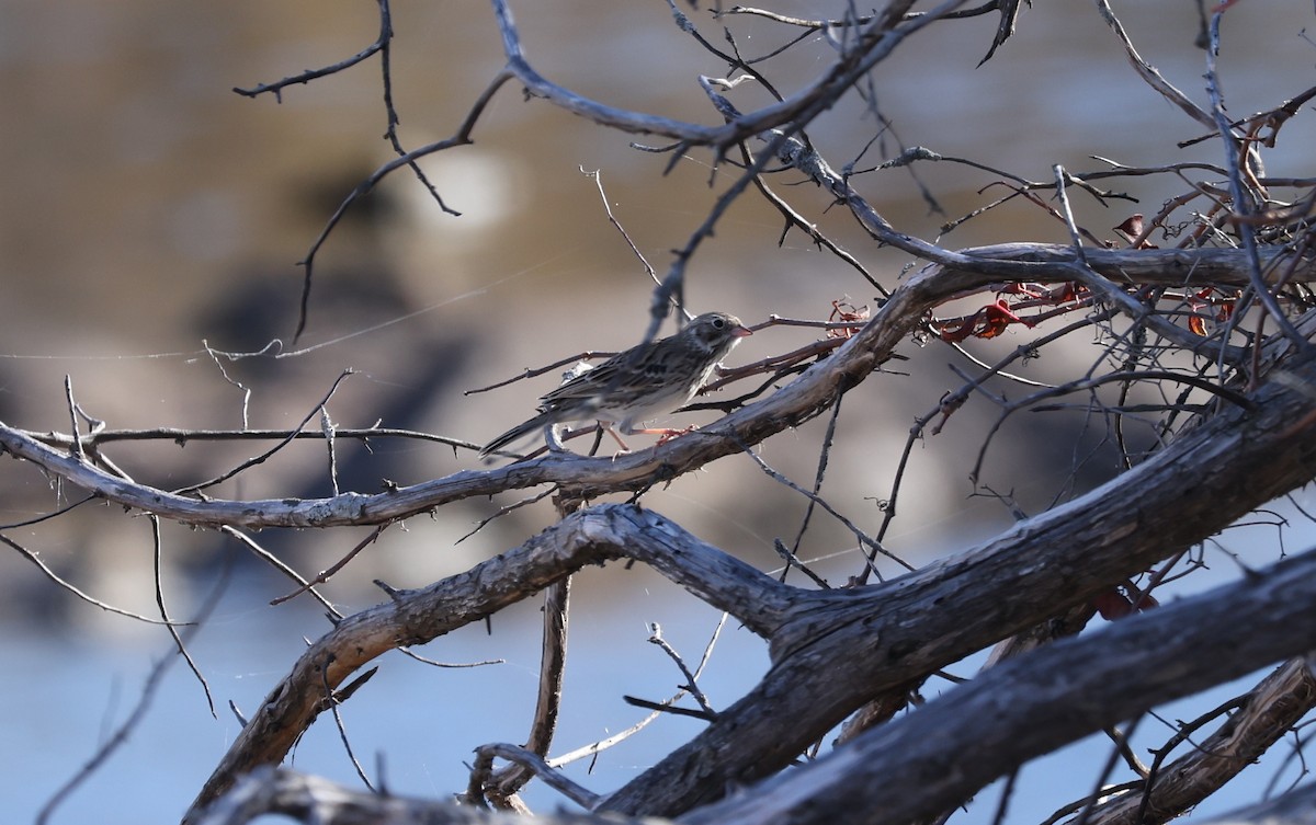 Vesper Sparrow - ML644949540