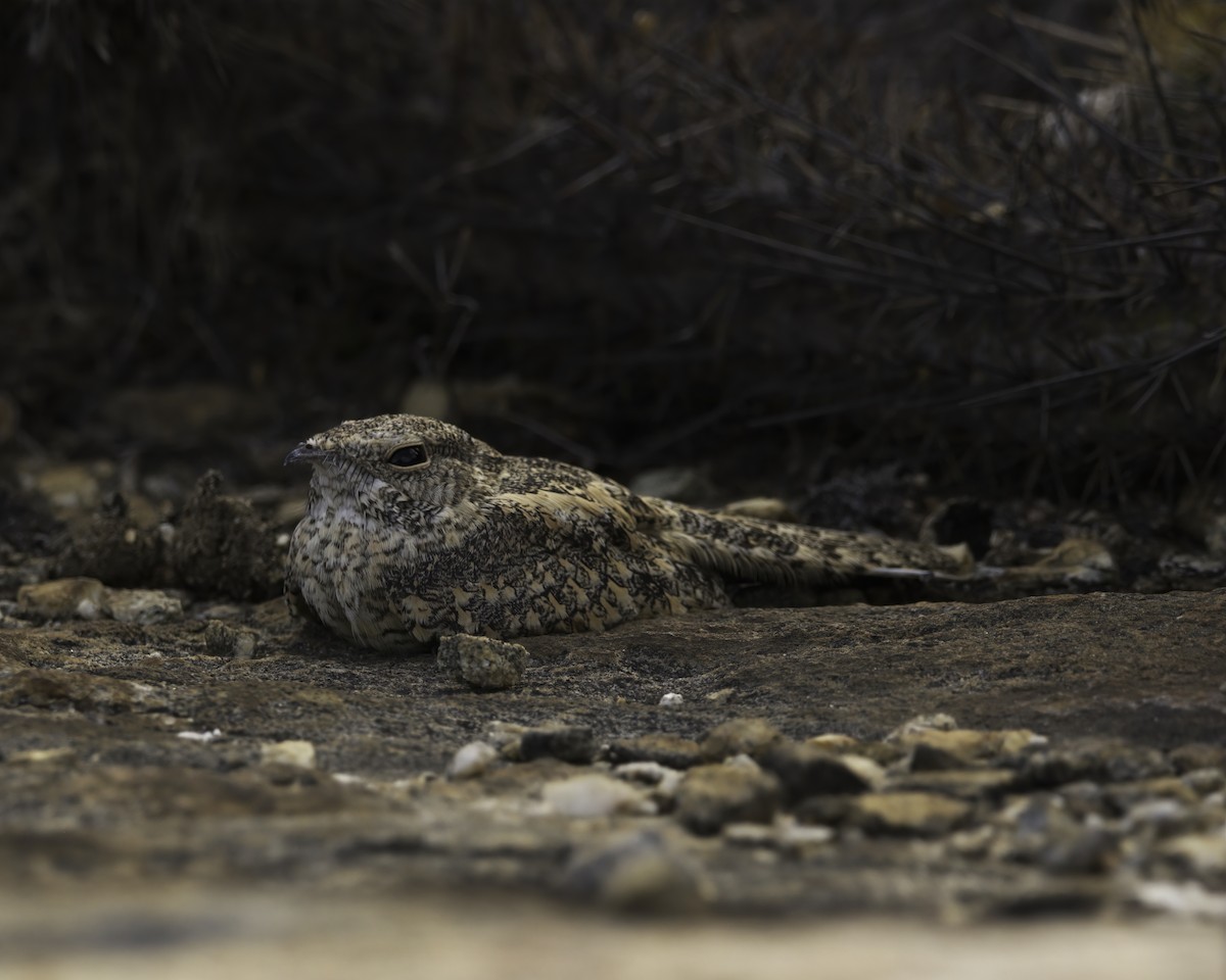 Pygmy Nightjar - ML644949583