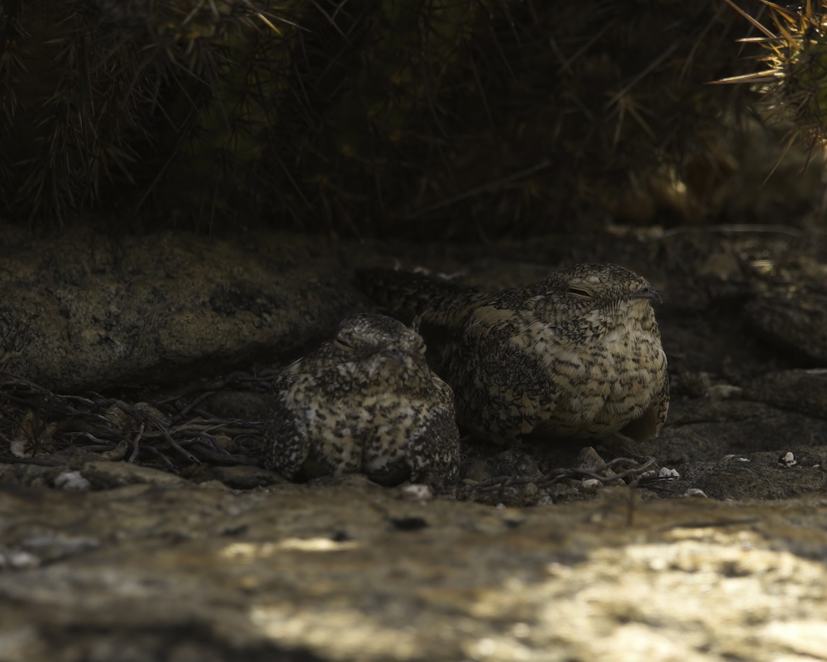 Pygmy Nightjar - ML644949584