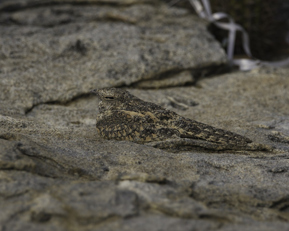Pygmy Nightjar - ML644949585