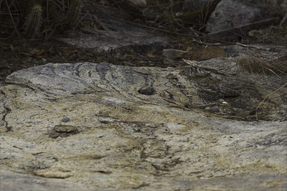 Pygmy Nightjar - ML644949586