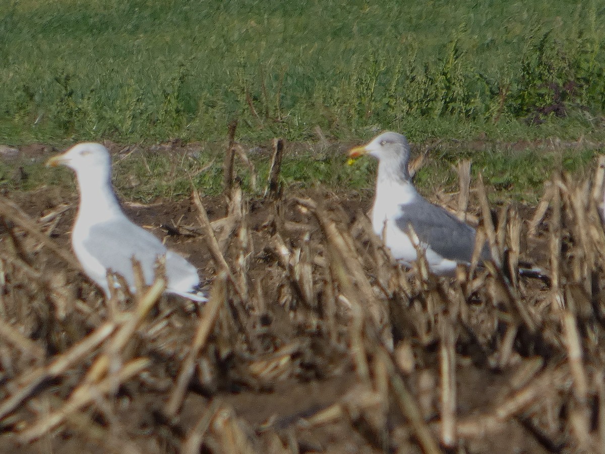 Lesser Black-backed Gull - ML644949590