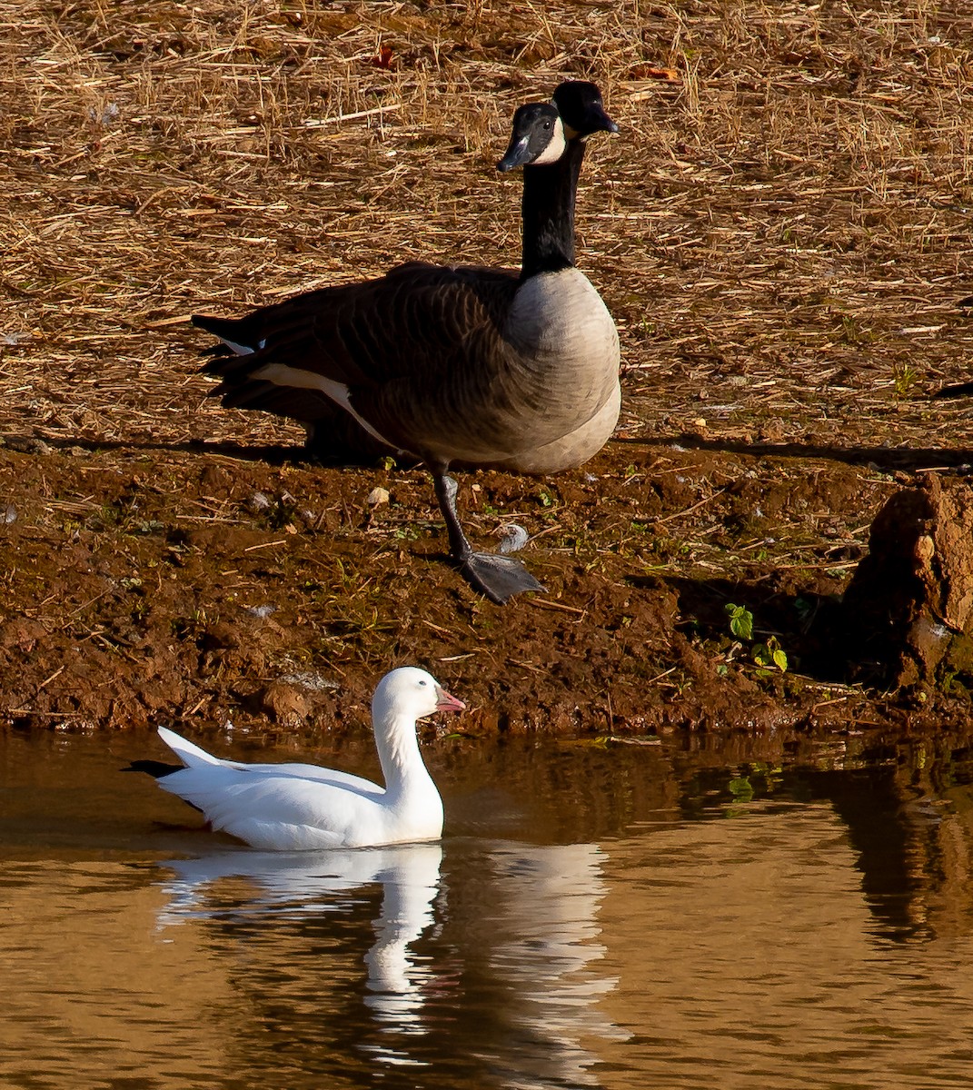Ross's Goose - ML644949626