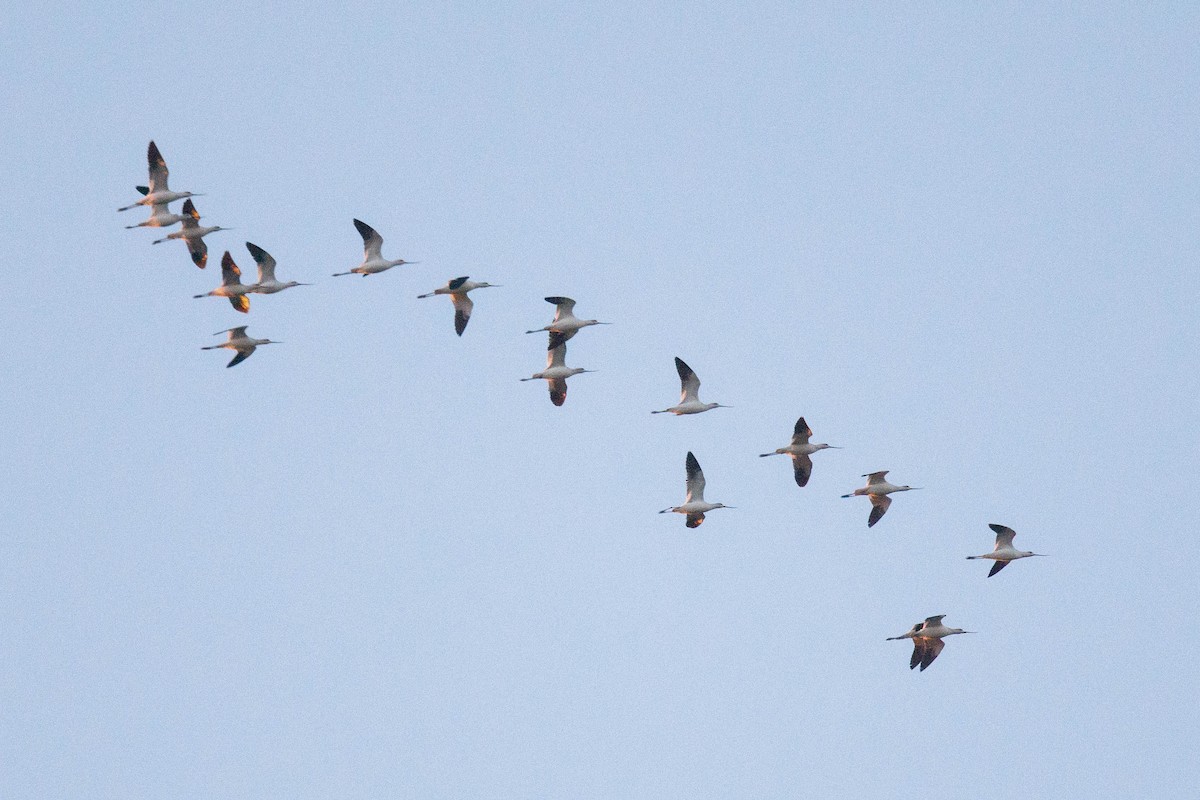 American Avocet - ML644949643