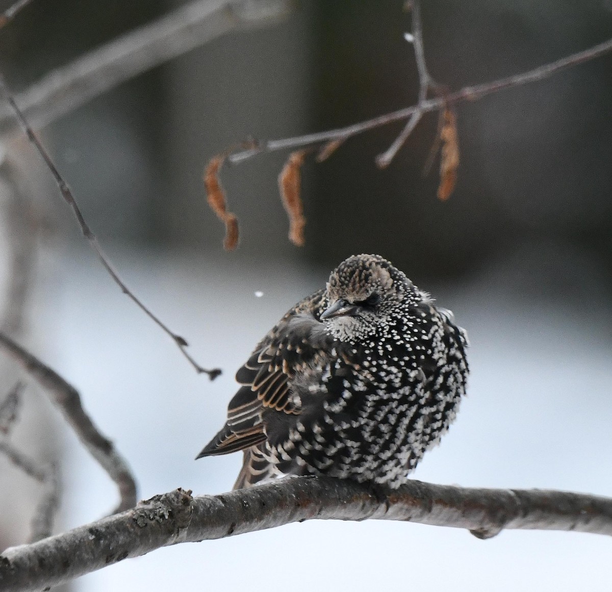 歐洲椋鳥 - ML644949668