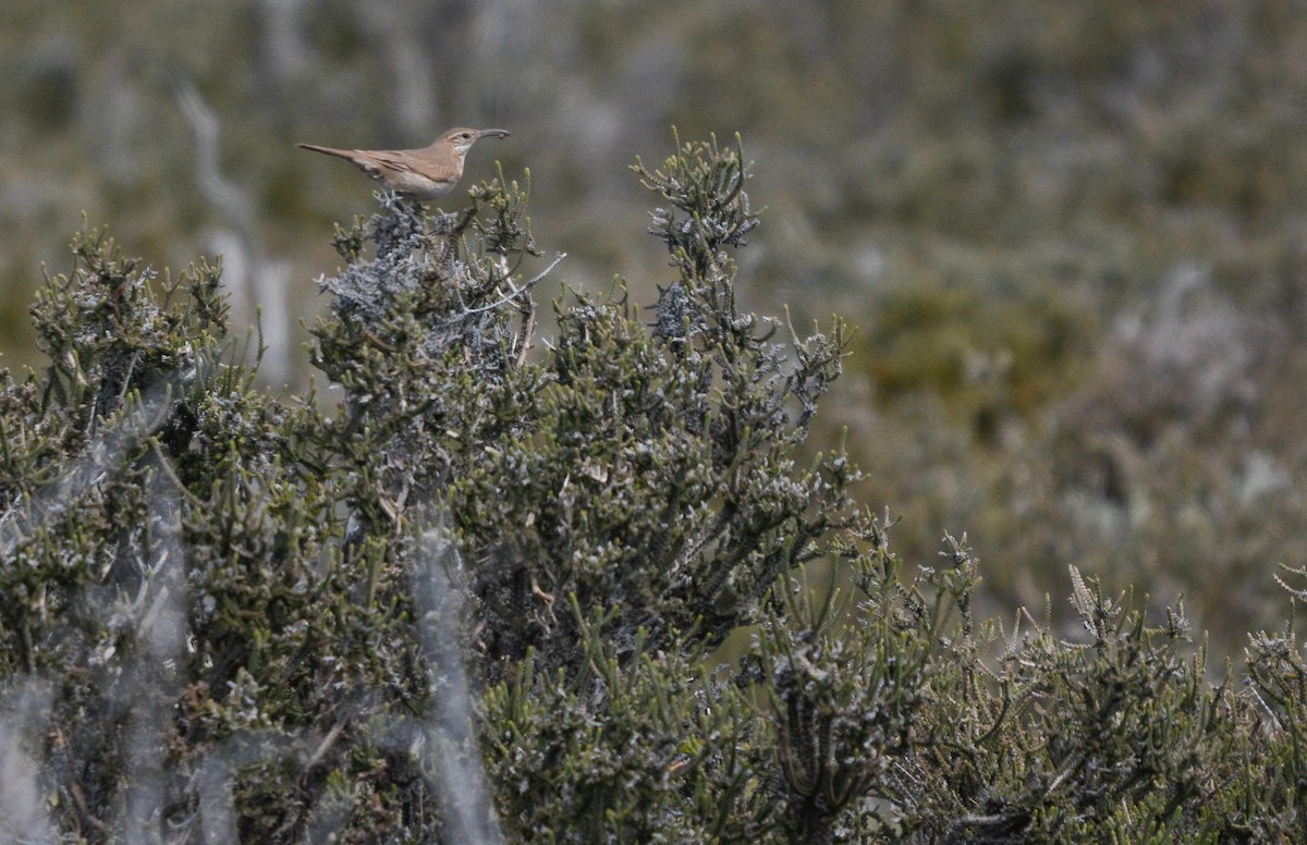 Scale-throated Earthcreeper - ML644949703