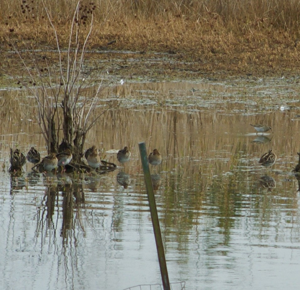 Piovanello pettorale - ML644949749