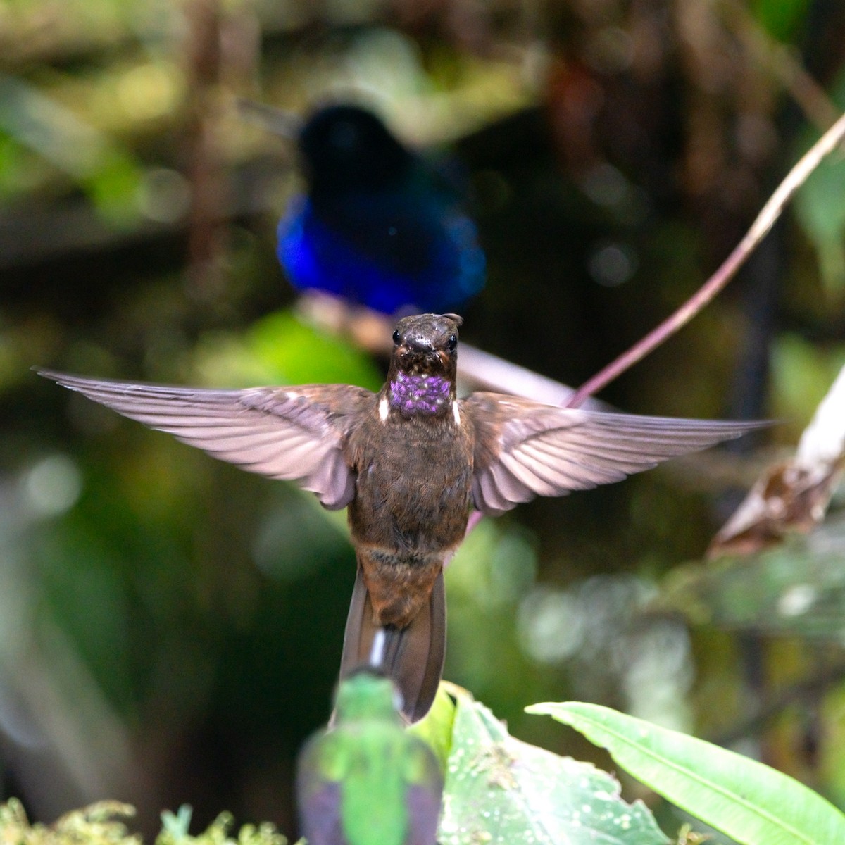 Brown Inca - ML644949753