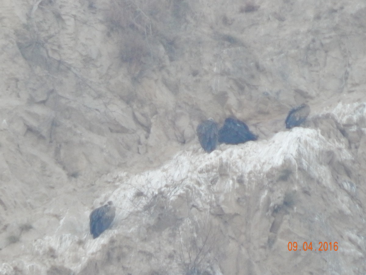 Buitre Negro - ML644949759