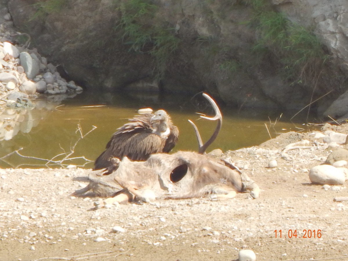 Buitre Negro - ML644949760