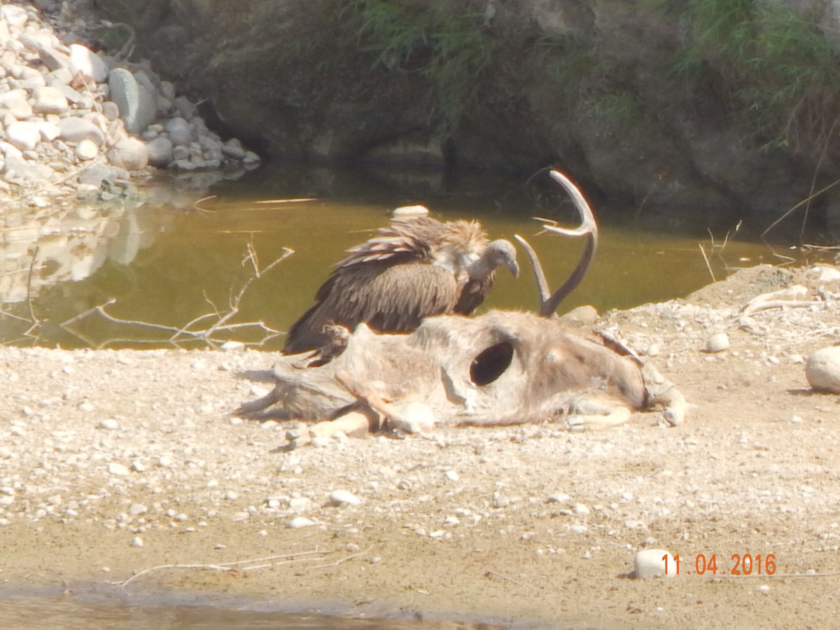 Buitre Negro - ML644949761