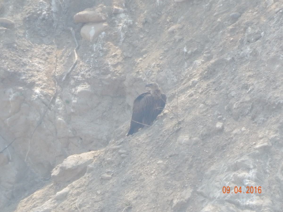 sup himálajský - ML644949764