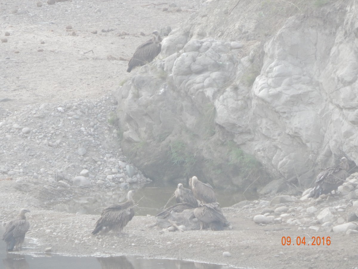 sup himálajský - ML644949766