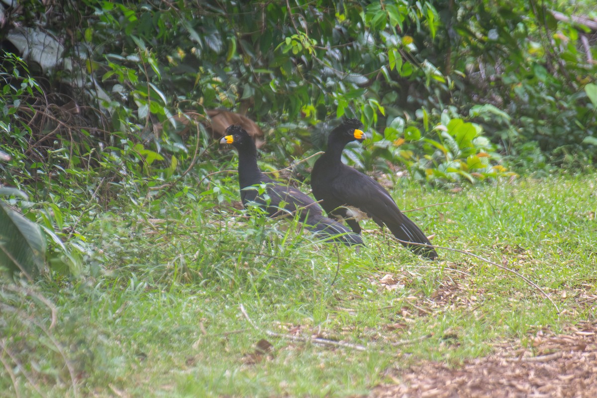 Black Curassow - ML644949768