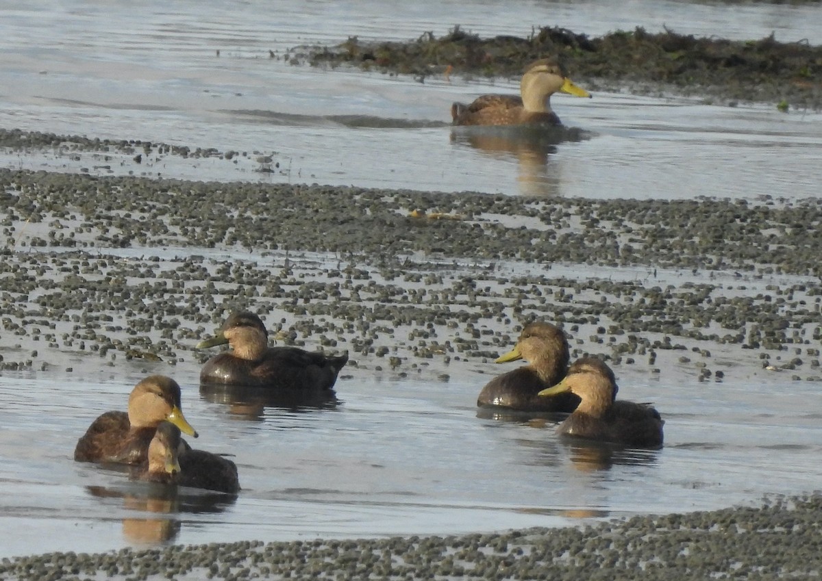 American Black Duck - ML644949776